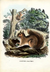 Écureuil, 1863-79